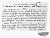 Sporotrichum malagense image